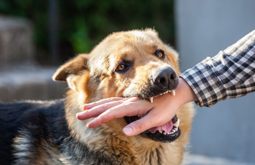 Kenapa Rabies Takut Air? Cek Faktanya Yuk!