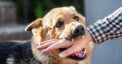 Kenapa Rabies Takut Air? Cek Faktanya Yuk!