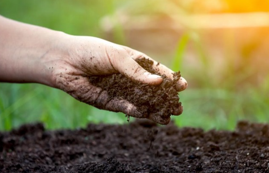 6 Cara Mudah Membuat Tanah Menjadi Subur