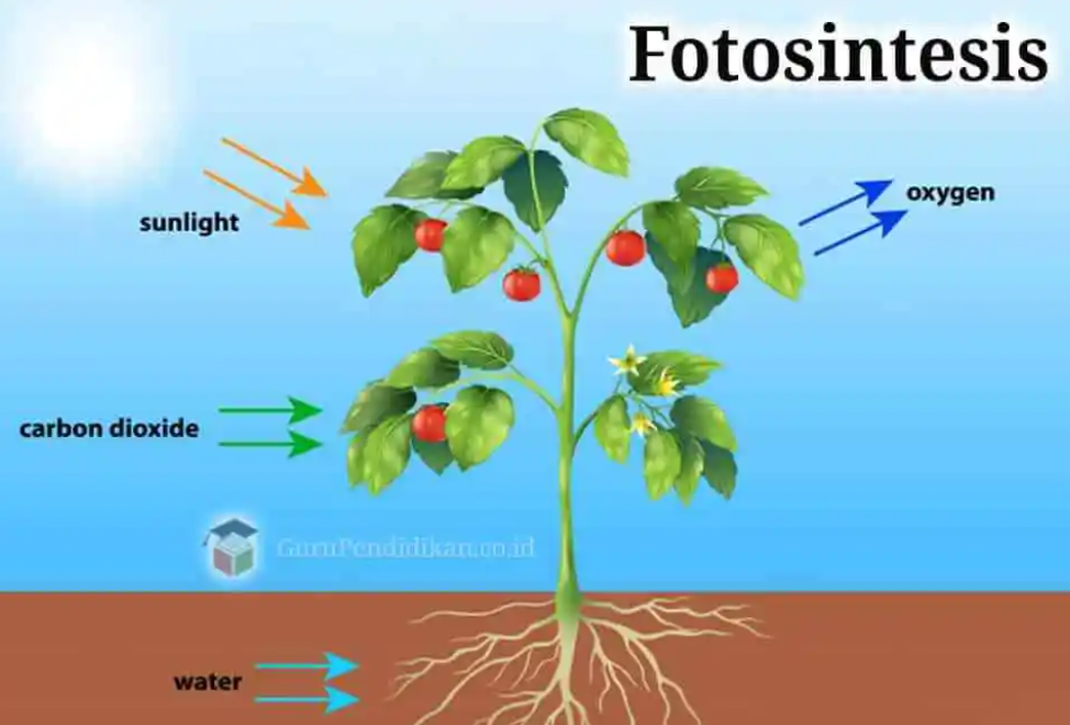 5 Organisme yang Dapat Melakukan Fotosintesis