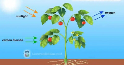 5 Organisme yang Dapat Melakukan Fotosintesis