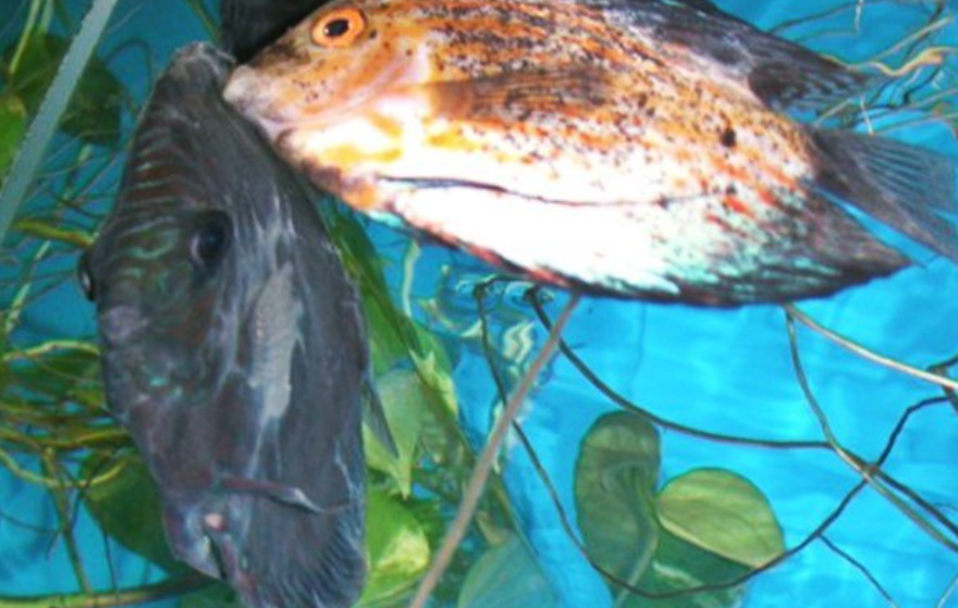 5 Jenis Penyakit Ikan Discus dan Cara Mengobatinya