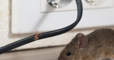 6 Solusi Praktis untuk Mengatasi Masalah Tikus di Rumah