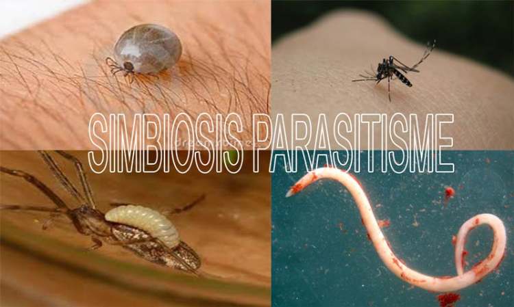 Parasitisme Adalah,: Ciri-Ciri, dan Contoh Simbiosis Parasitisme