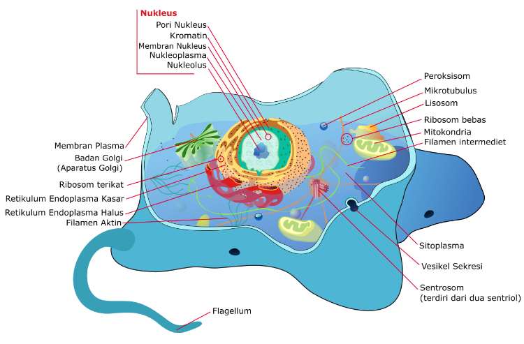 Mengenal Organel Sel Hewan, Fungsi dan Strukturnya