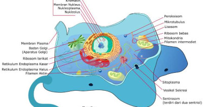 Mengenal Organel Sel Hewan, Fungsi dan Strukturnya