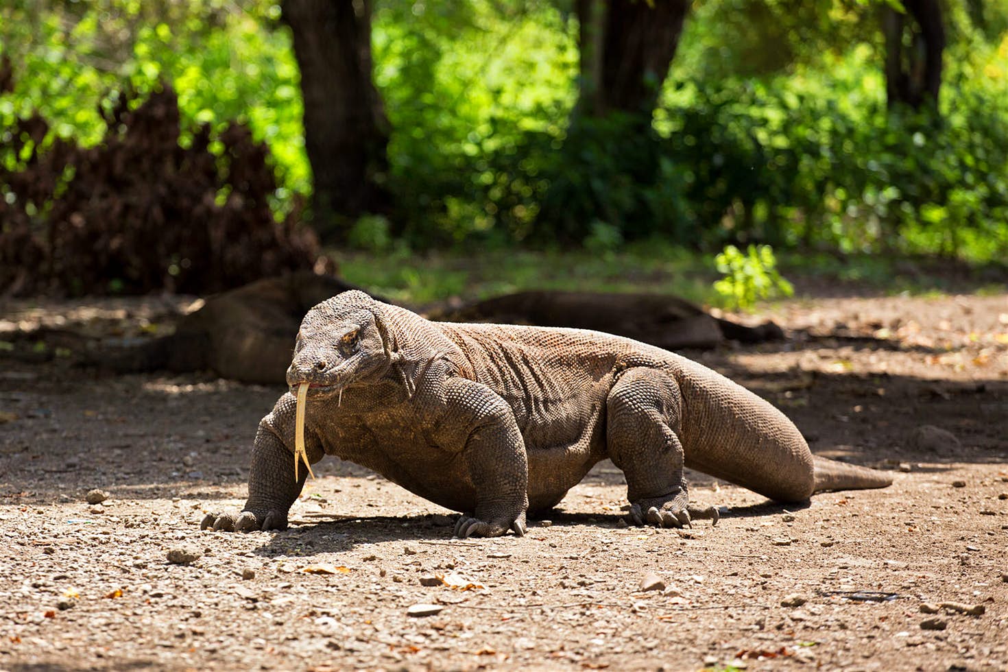 26 Fakta Komodo, Binatang Asal Indonesia Berkecepatan 20 km/jam