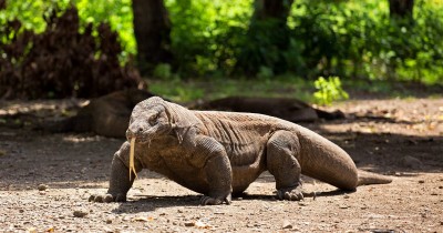 26 Fakta Komodo, Binatang Asal Indonesia Berkecepatan 20 km/jam