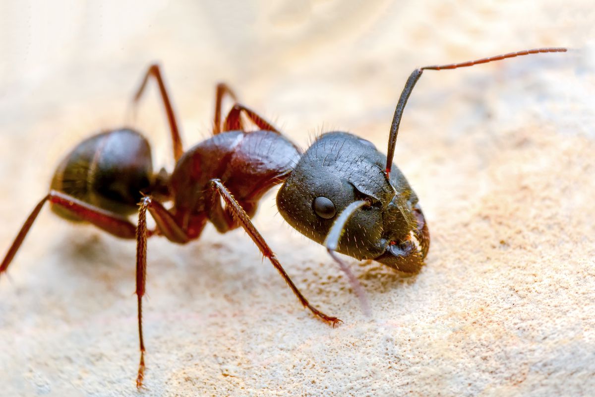 20 Fakta Semut yang Jarang Diketahui Manusia