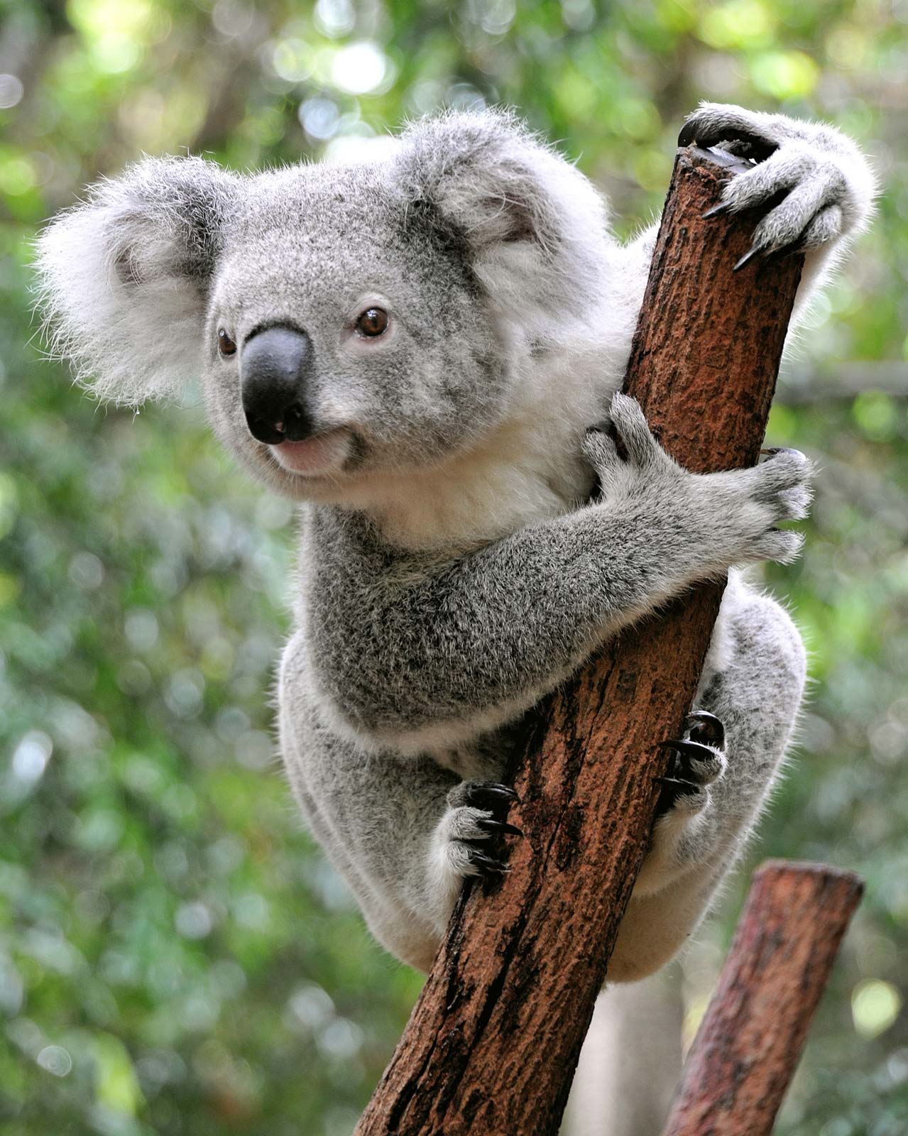 20 Fakta Koala, Binatang Asli Australia Unik dan Menggemaskan