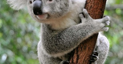 20 Fakta Koala, Binatang Asli Australia Unik dan Menggemaskan