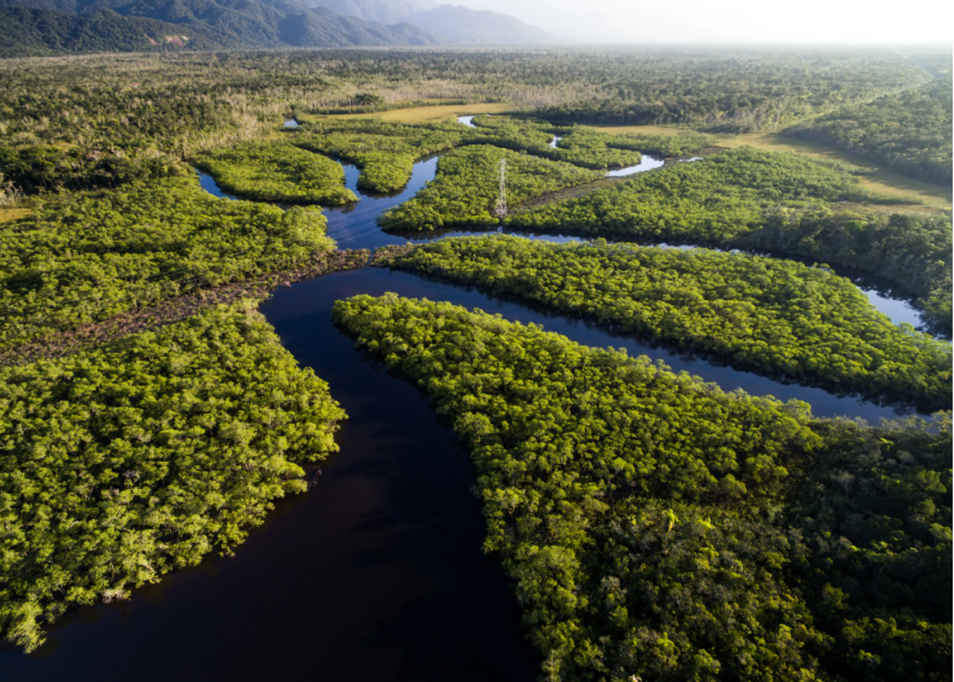 15 Fakta Hutan Amazon, Rumah Hewan Buas Nan Menyeramkan
