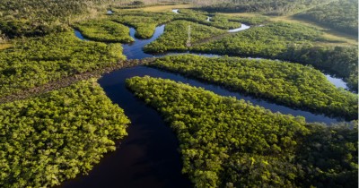 15 Fakta Hutan Amazon, Rumah Hewan Buas Nan Menyeramkan