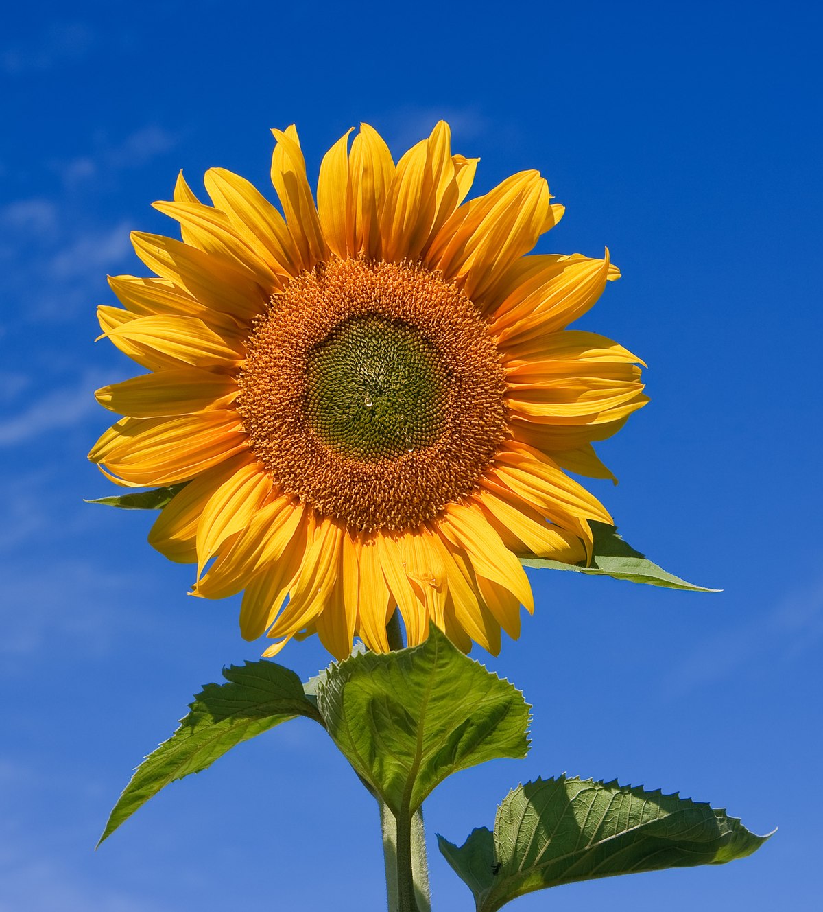 20 Fakta Bunga Matahari Yang Unik Dan Menarik Haipedia Com