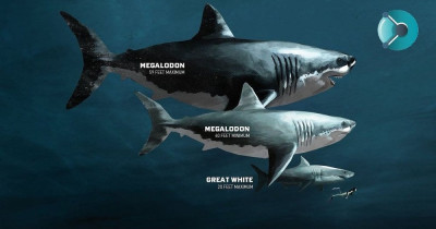 Sinopsis Film The Meg 2: The Trench (2023): Film Megalodon Terbaik