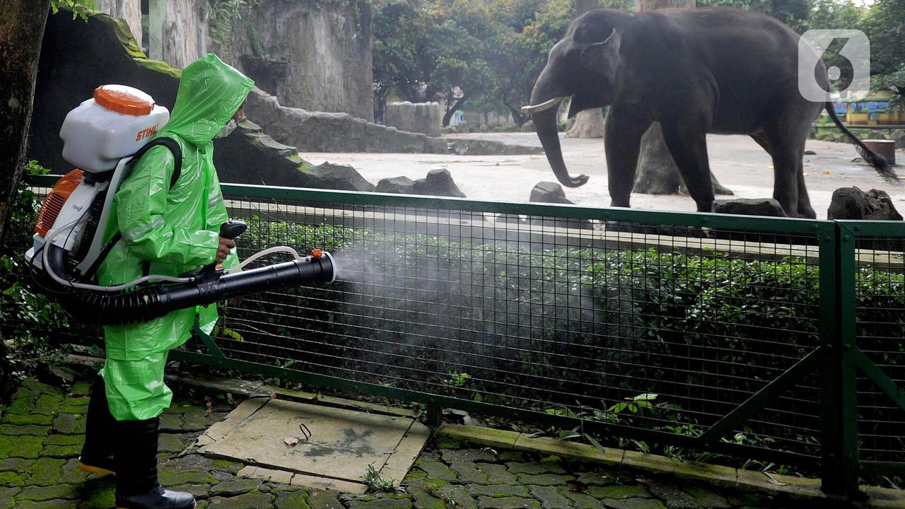 Kebun Binatang Ditutup, Hewan-hewan Kesepian Tak ada Pengunjung