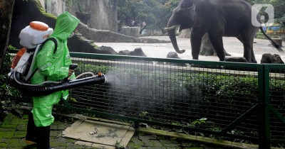 Kebun Binatang Ditutup, Hewan-hewan Kesepian Tak ada Pengunjung