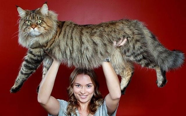 Kucing Maine Coon: Asal, Ciri dan Cara Perawatan