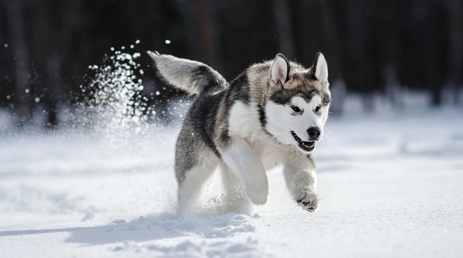 Anjing Husky: Cara Memelihara Anjing Paling Populer di Dunia