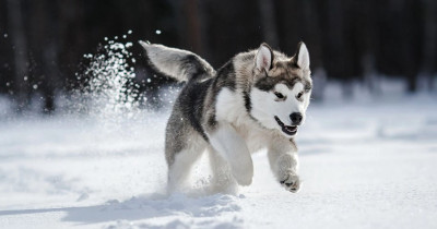 Anjing Husky: Cara Memelihara Anjing Paling Populer di Dunia