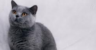 Kucing Anggora: Ciri-ciri, Jenis dan Cara Merawat