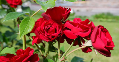 50 Gombalan Romantis untuk Pasangan tentang Mawar