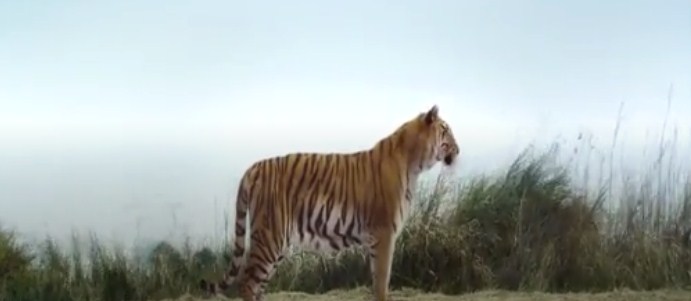 Sinopsis Film ﻿Tiger Robbers (2021): Ketika Harimau 'Nana' Menghilang