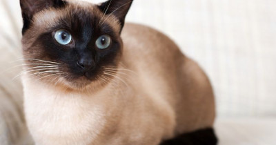 Kucing Siam: Ciri, Harga dan Alasan Digemari Masyarakat