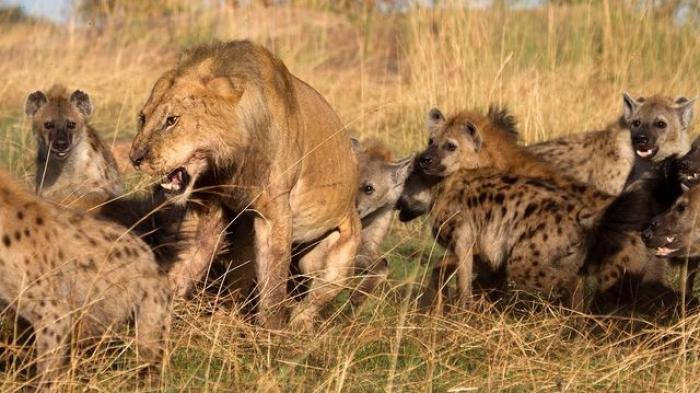 14 Fakta Hyena  Hewan  Licik yang Malas Berburu Musuh 