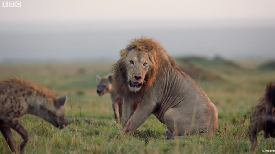 14 Fakta Hyena  Hewan  Licik yang Malas Berburu Musuh 