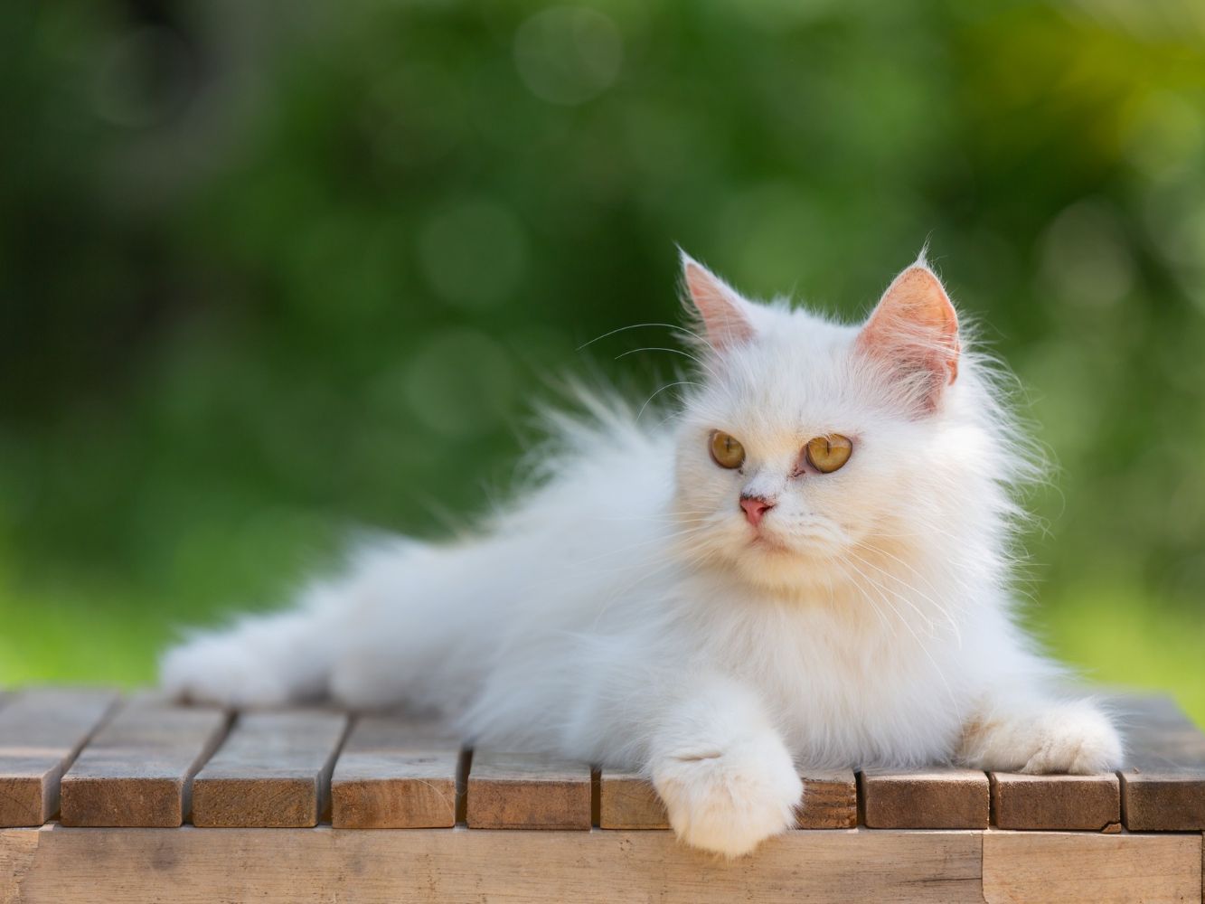 Kucing Anggora: Ciri-ciri, Jenis dan Cara Merawat - Fakta.id